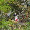 春の祭り④