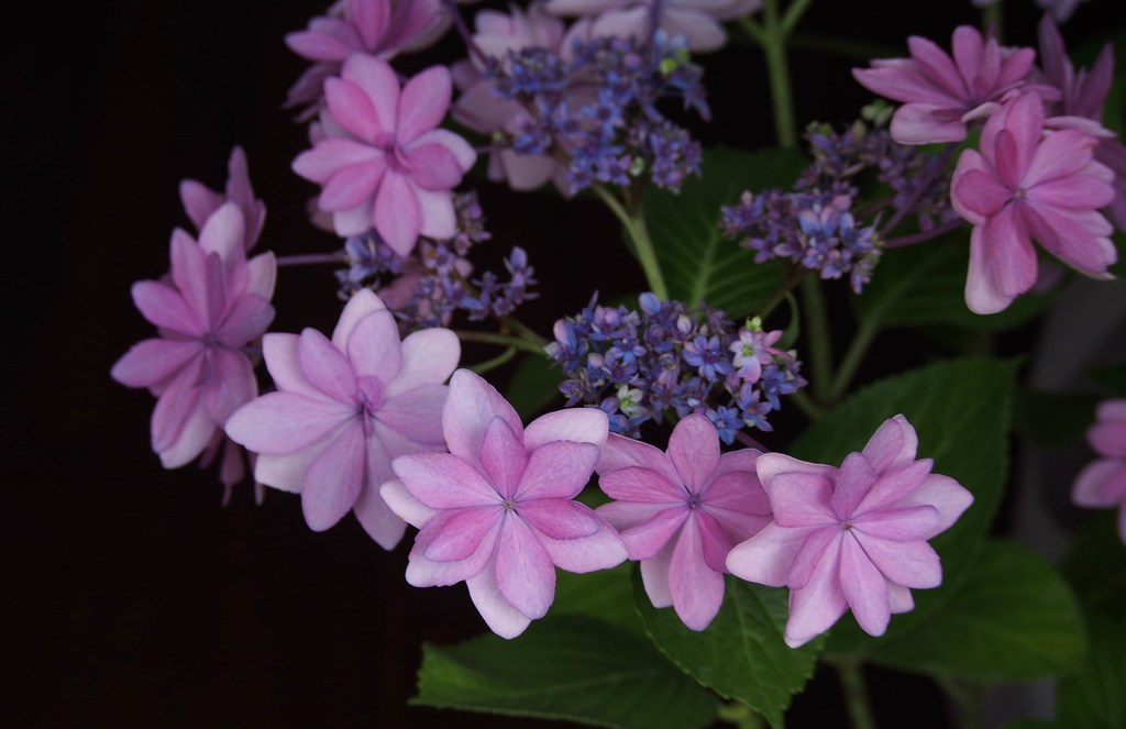 乙女の花冠
