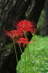 曼珠沙華①