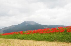 伊吹山を彩る