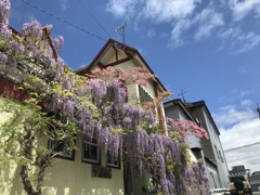 藤の花を纏うカフェ