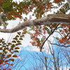 紅葉グラデーション