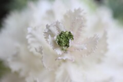 葉ボタンの蕾②