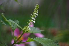 青じその花
