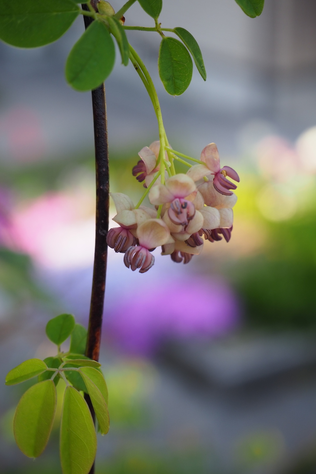 アケビの花
