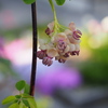 アケビの花