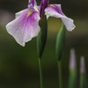 水辺の花