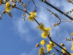 青空に蝋梅