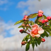 秋の空と薔薇