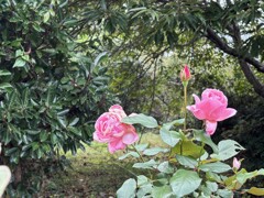 こんなところに薔薇