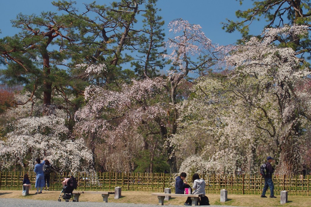 京都御苑でお花見♪