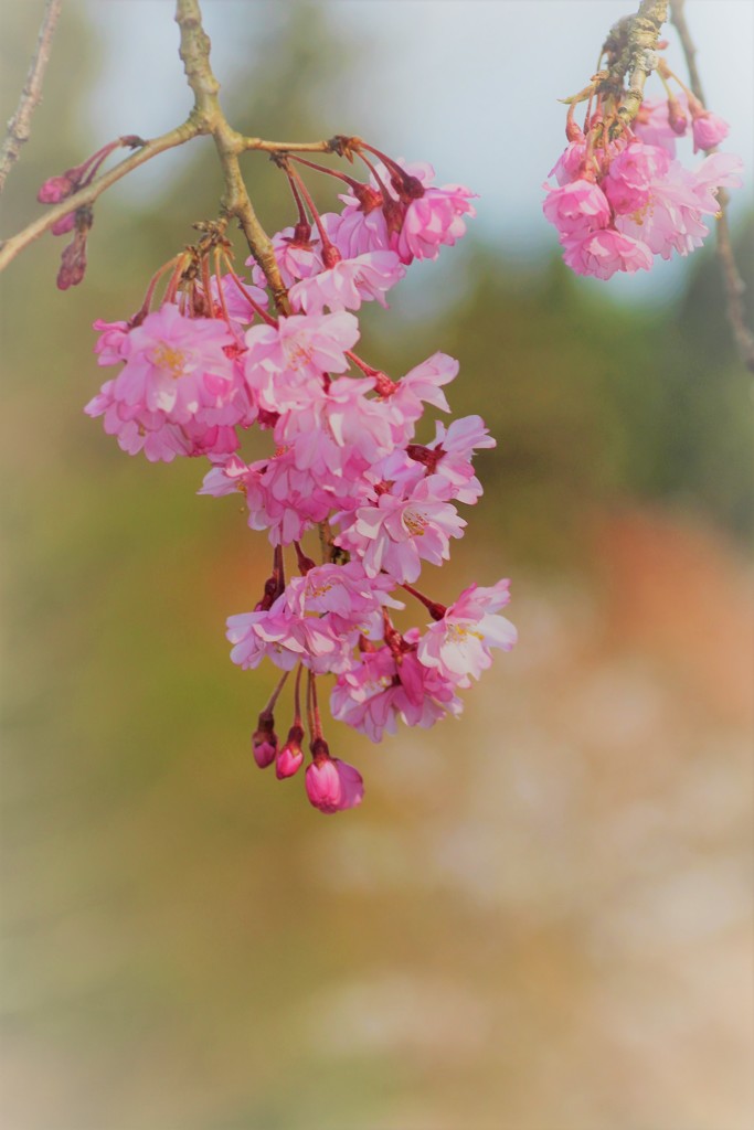 公園で By 楓花 Id 写真共有サイト Photohito