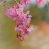 公園で