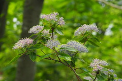 これは紫陽花？