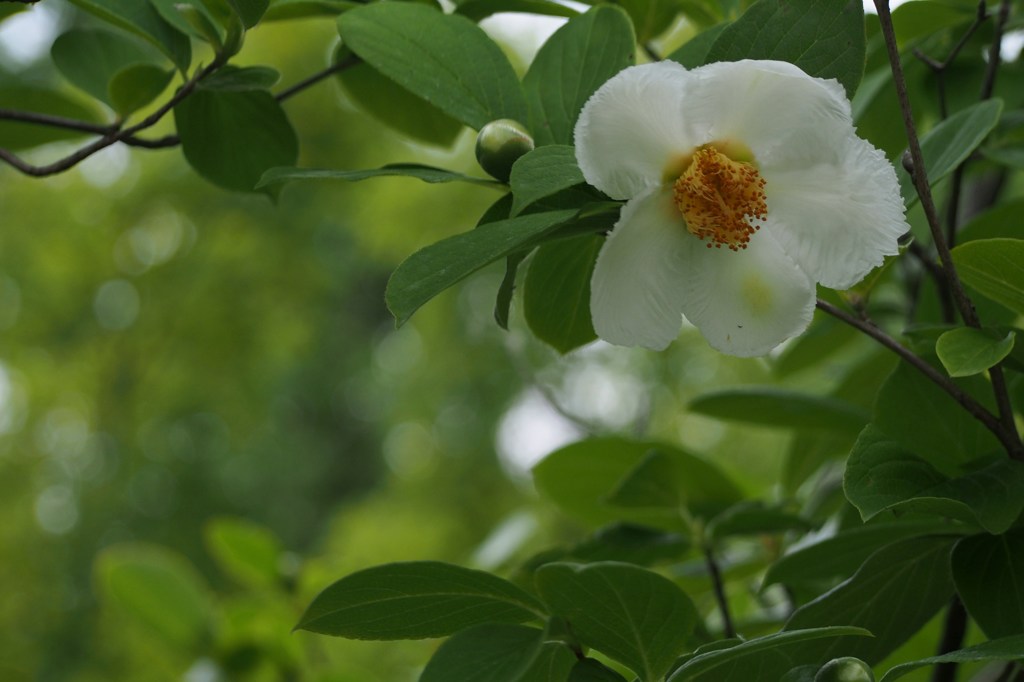 夏椿