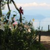 琵琶湖の見えるゆり園