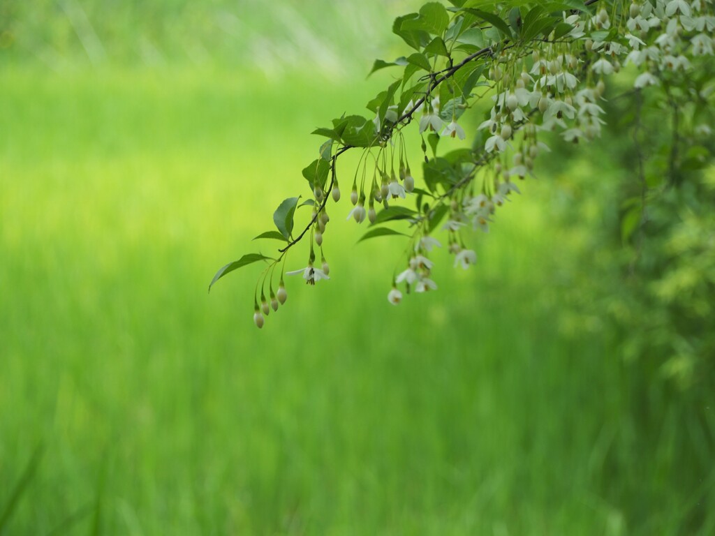 緑の季節