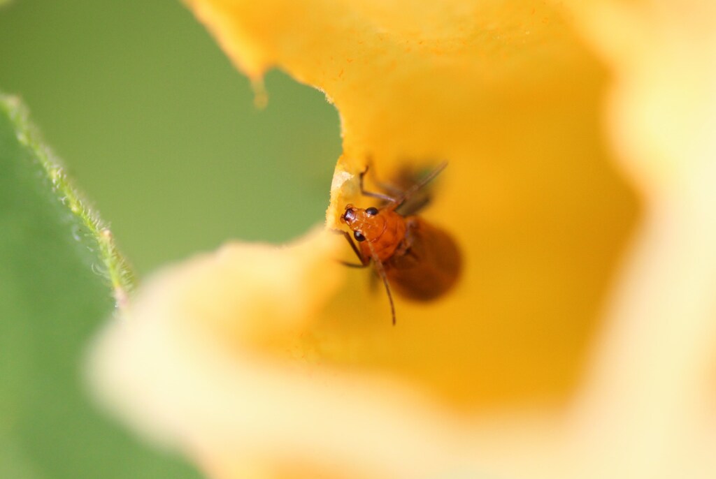 お花かじり虫