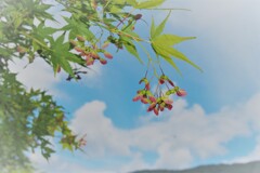 ブーメラン