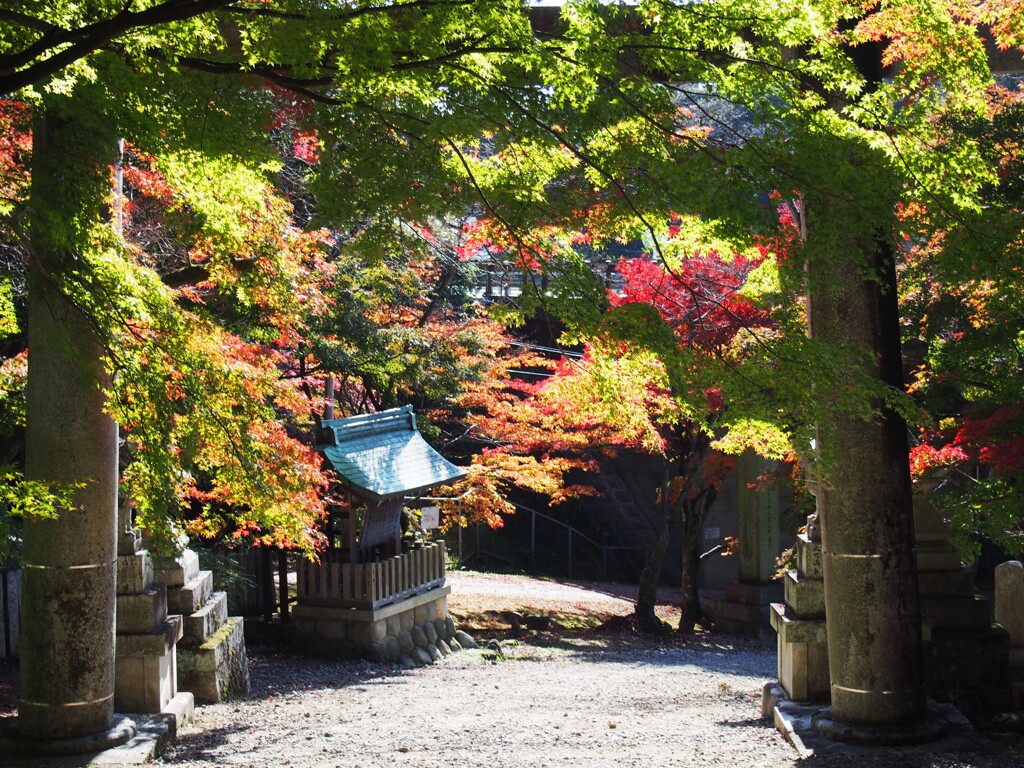 紅葉と緑葉