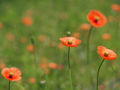 この花の強さは・・・