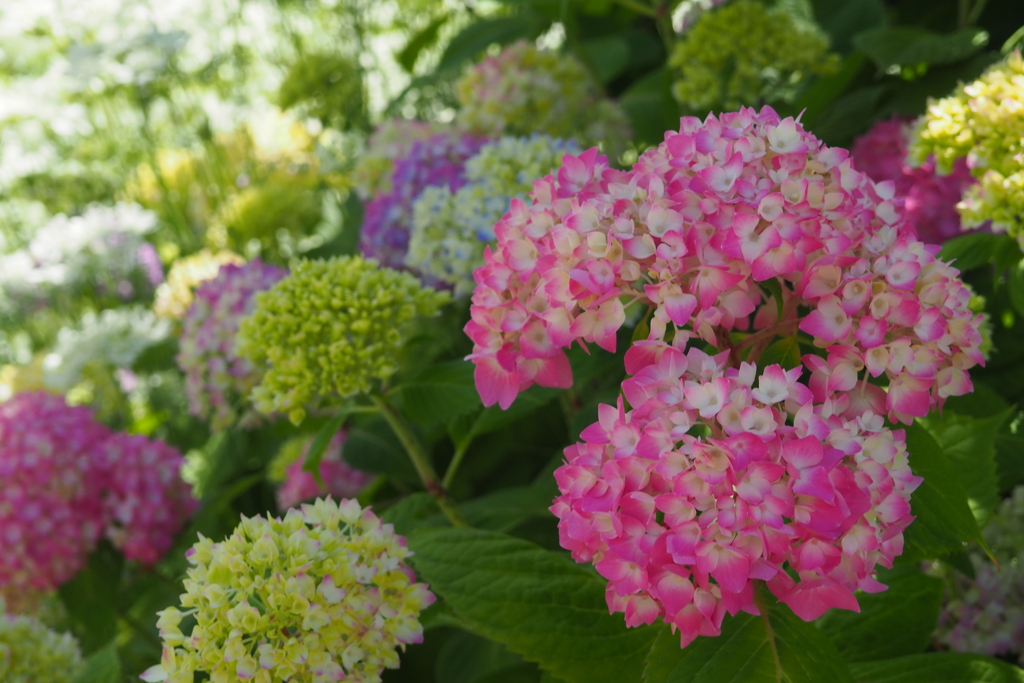 5月の紫陽花②