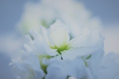 白の魅力
