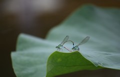 求愛の季節