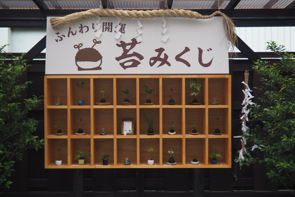 苔みくじ