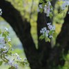 山桜①