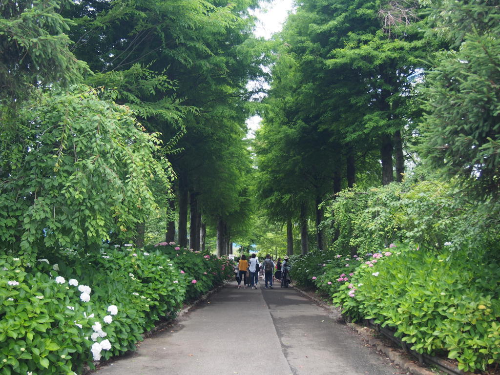 素敵な紫陽花園