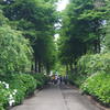 素敵な紫陽花園