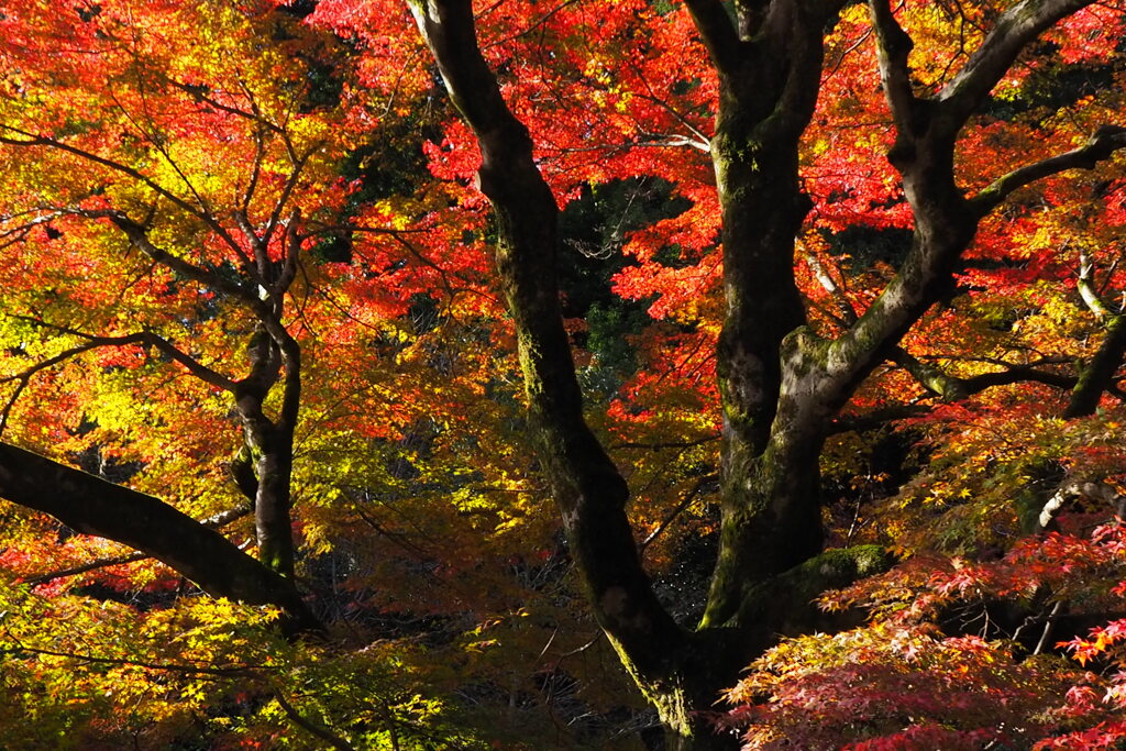 紅葉の輝き