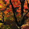 紅葉の輝き