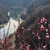 梅の里②