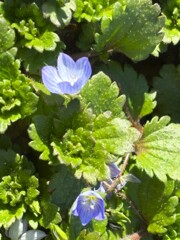 オオイヌノフグリ