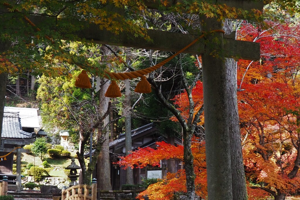 鳥居と紅葉