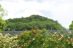 薔薇のトンネルに