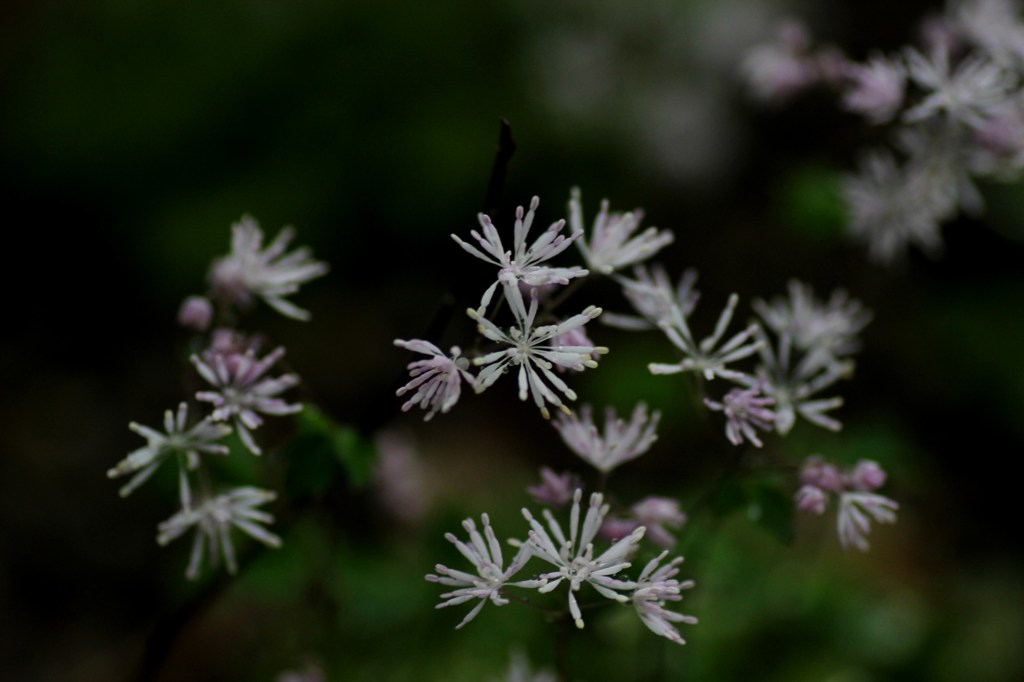 線香花火