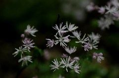 線香花火