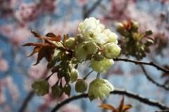 黄桜