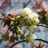 黄桜