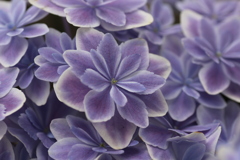 5月の紫陽花