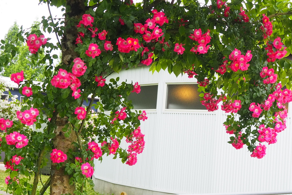 蔓薔薇のお出迎え