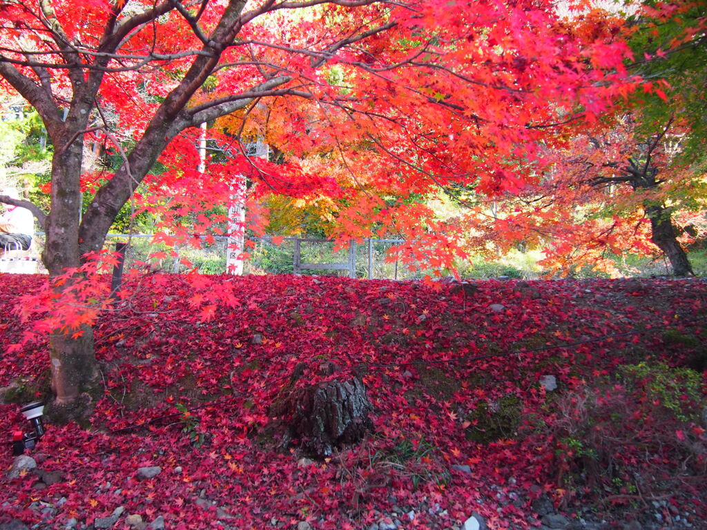 紅く染まる