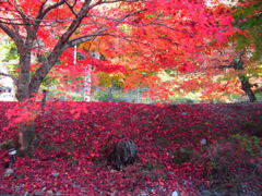 紅く染まる