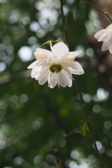 八重レンゲショウマ