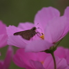 蜜の味は…？