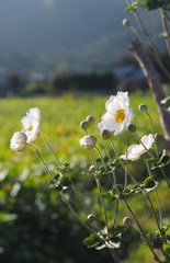 秋明菊