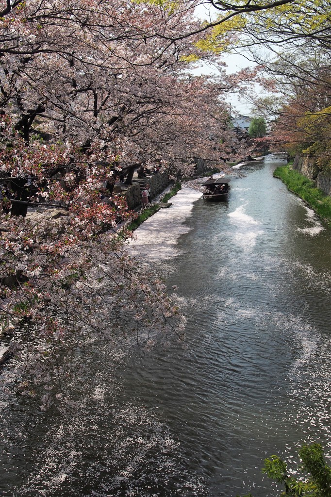 桜の中を